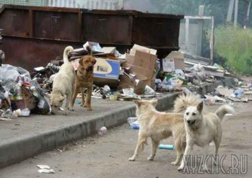 Бездомные собаки